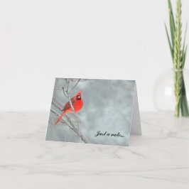 Tarjeta De Agradecimiento Cardenal en nieve