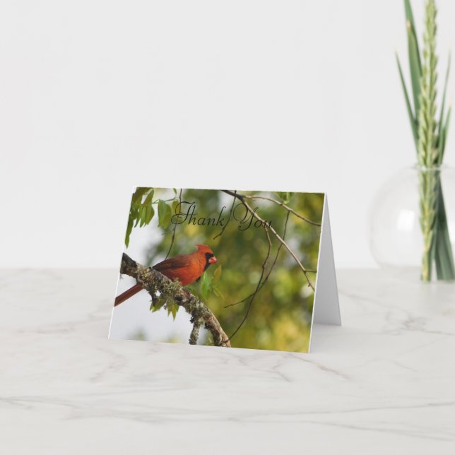 Tarjeta De Agradecimiento Cardenal In the Spring FL (Anverso)