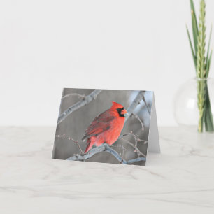 Tarjeta De Agradecimiento Cardenal norte macho con protector blanco.