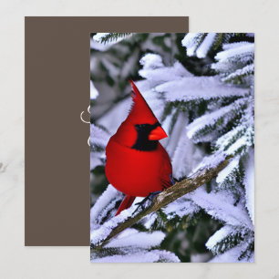 Tarjeta De Agradecimiento Cardenal rojo invernal