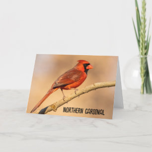 Tarjeta De Agradecimiento Cardenal septentrional