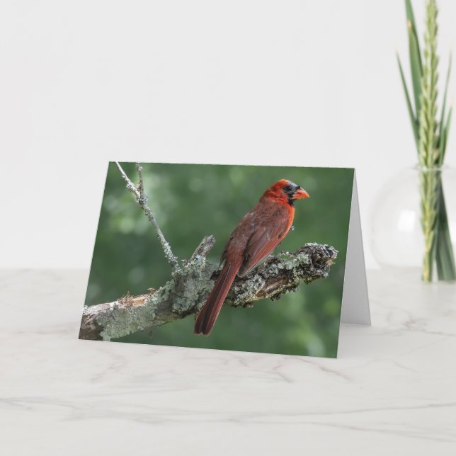 Tarjeta De Agradecimiento Cardinal Blank Notecard (Anverso)