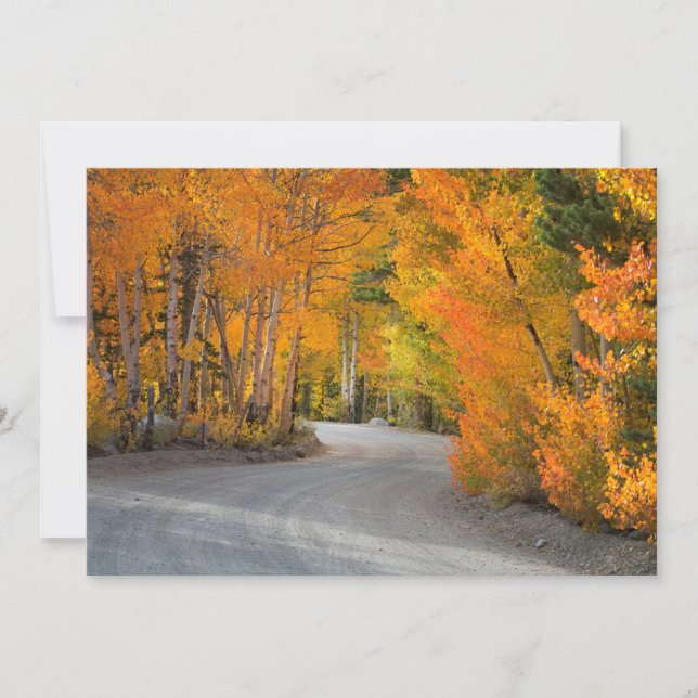 Tarjeta De Agradecimiento Carretera por Aspens de otoño (Anverso)