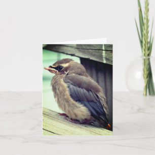 Tarjeta De Agradecimiento Cedar Bebé Waxing Bird Nature Note Card