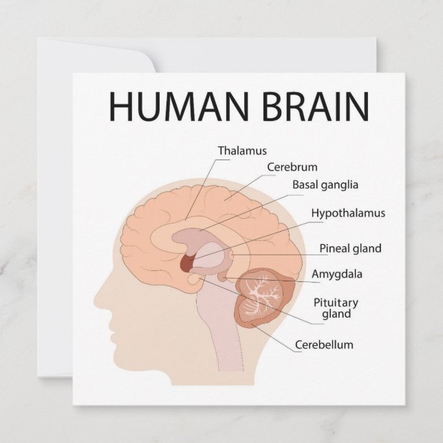 Tarjeta De Agradecimiento Cerebro humano (Anverso)