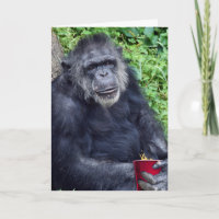 Chimpancé de cumpleaños con Copa Roja