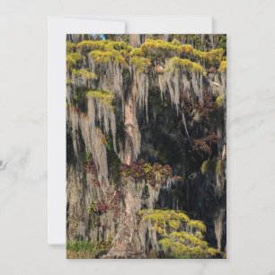 Tarjeta De Agradecimiento Cicatriz de estanques en pantano inundado