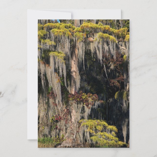 Tarjeta De Agradecimiento Cicatriz de estanques en pantano inundado (Anverso)