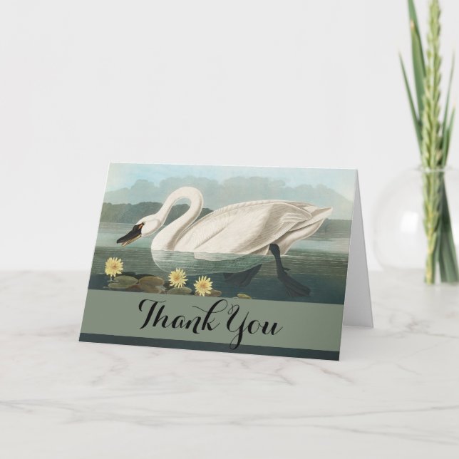 Tarjeta De Agradecimiento cisnes de agua blanca de cisne audubon (Anverso)