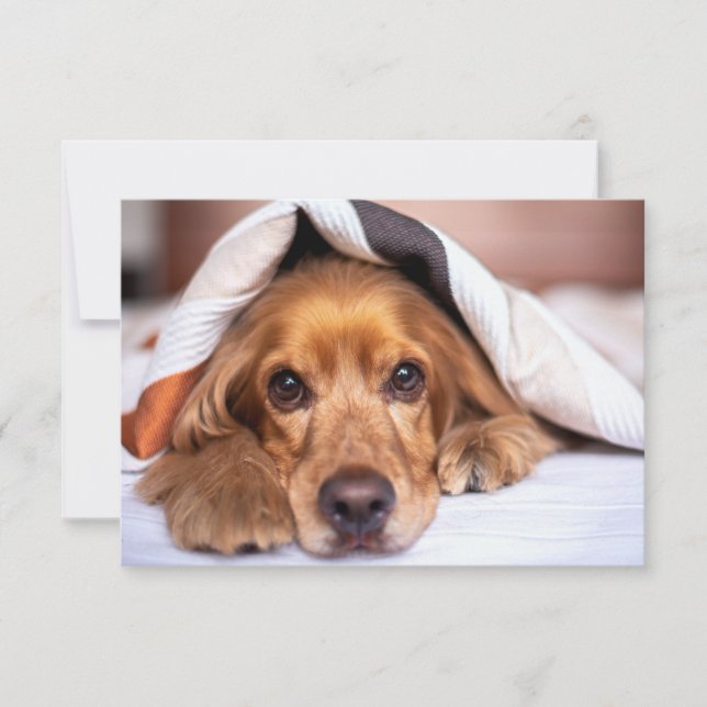 Tarjeta De Agradecimiento Cocker español Perro inglés (Anverso)