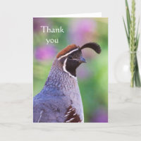 Codorniz colorida, gracias