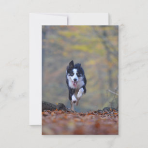 Tarjeta De Agradecimiento collie fronteriza corriendo en bosques