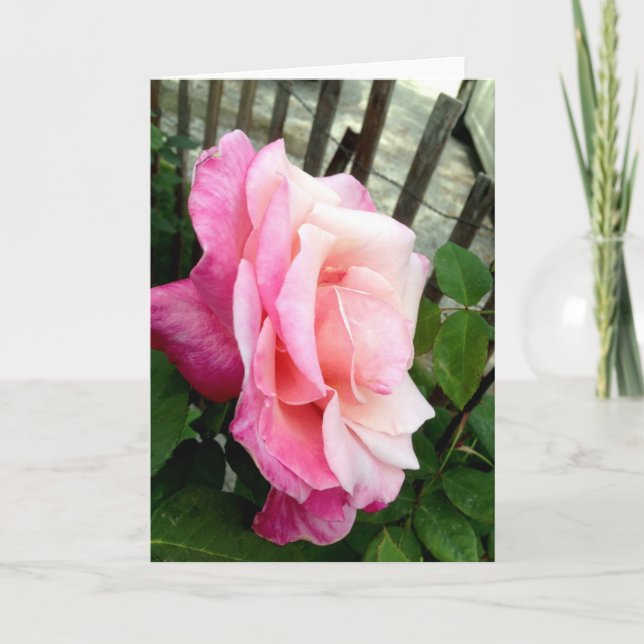 Tarjeta De Agradecimiento Color de rosa rosado (Anverso)