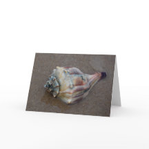 Conch Shell en la playa