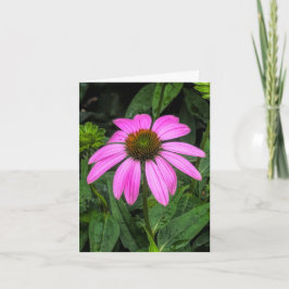 Tarjeta De Agradecimiento Coneflower en Stenton House Museum & Garden