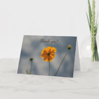 Coreopsis amarilla