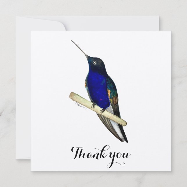 Tarjeta De Agradecimiento Coronet Hummingbird (Anverso)