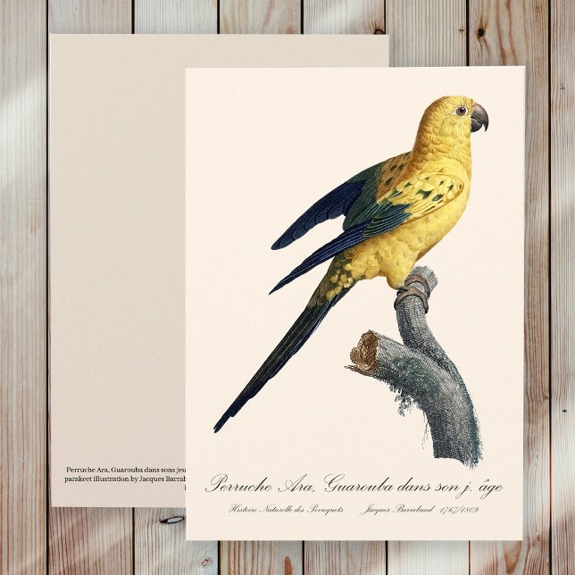 Tarjeta De Agradecimiento Cotorra del Sol o Aratinga solstitialis (Guarouba dans sons jeune age / Sun parakeet. Thank You Card)