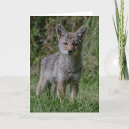 Tarjeta De Agradecimiento Coyote Pup Oars - Coyote Gracias Card