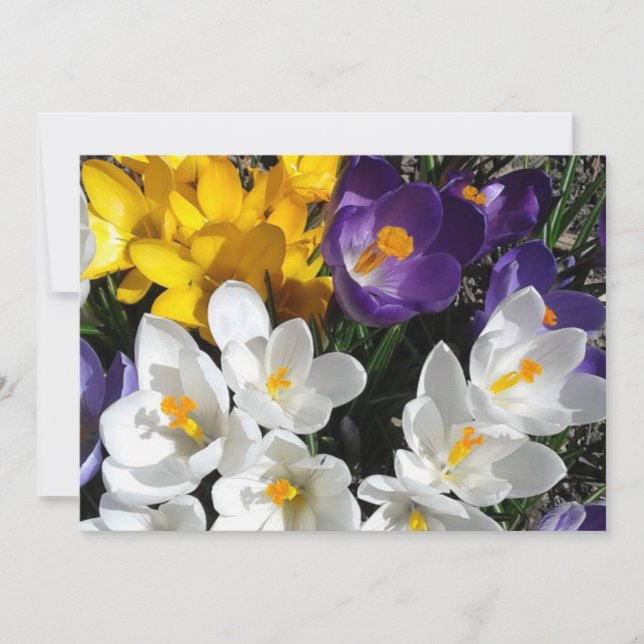 Tarjeta De Agradecimiento Crocus Flower Mix Floral (Anverso)
