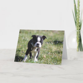Tarjeta De Agradecimiento Cute Boston Terrier Blank