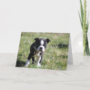 Tarjeta De Agradecimiento Cute Boston Terrier Blank