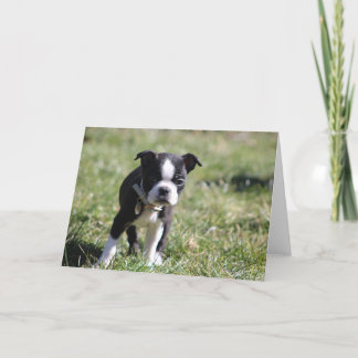 Tarjeta De Agradecimiento Cute Boston Terrier Blank