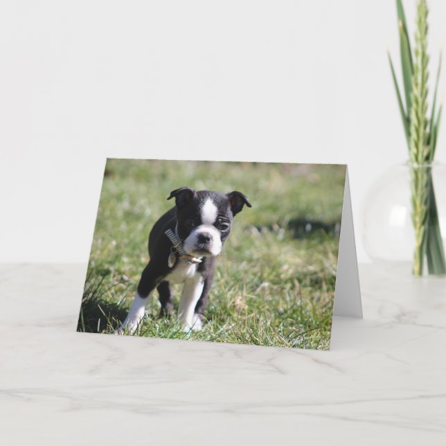 Tarjeta De Agradecimiento Cute Boston Terrier Blank (Anverso)