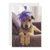 Cute Dog Photo Card disfraces