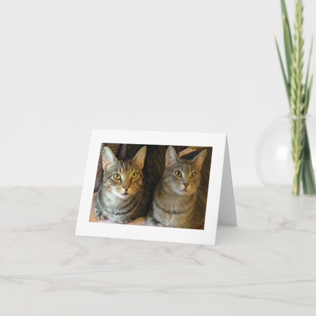 Tarjeta De Agradecimiento Cute gatos foto Tabby Kitties (Anverso)