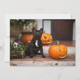 Tarjeta De Agradecimiento Cutest Baby Animals   French Bulldog Halloween