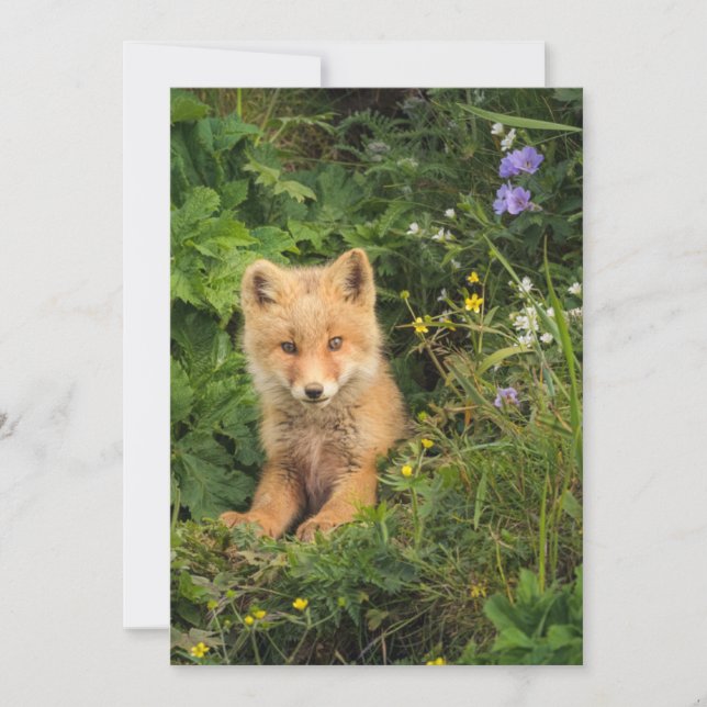 Tarjeta De Agradecimiento Cutest Baby Animals | Red Fox at Umnak Alaska (Anverso)