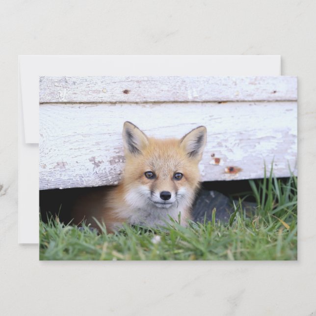 Tarjeta De Agradecimiento Cutest Baby Animals | Red Fox Kit Peeking (Anverso)