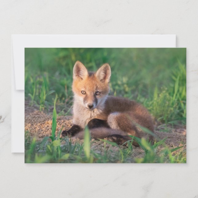 Tarjeta De Agradecimiento Cutest Baby Animals | Red Fox Kit Relaxing (Anverso)