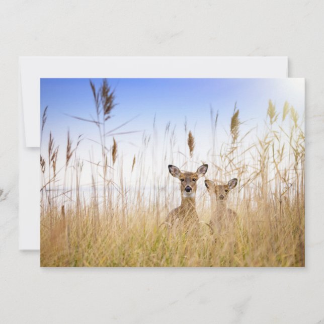 Tarjeta De Agradecimiento Cutest Baby Animals | Two Young White Tailed Deer (Anverso)