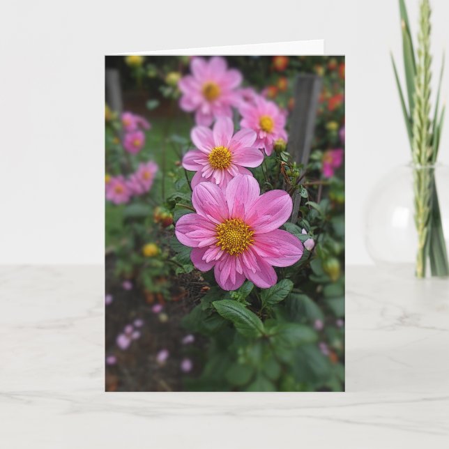 Tarjeta De Agradecimiento Dahlias rosadas floridas (Anverso)