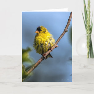 Tarjeta de agradecimiento de American Goldfinch