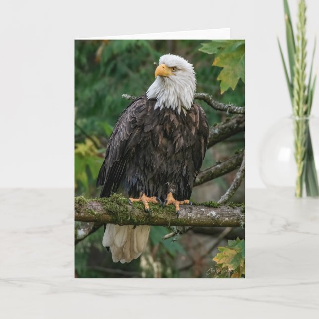 Tarjeta de agradecimiento de Bald Eagle (Anverso)
