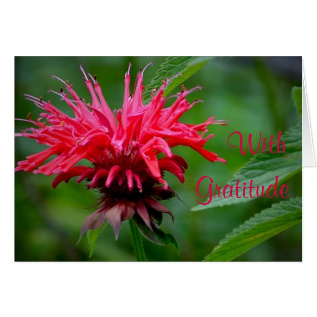 Tarjeta de agradecimiento de Bee Balm (Anverso (Horizontal))