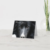 Tarjeta de agradecimiento de Black Border Collie F