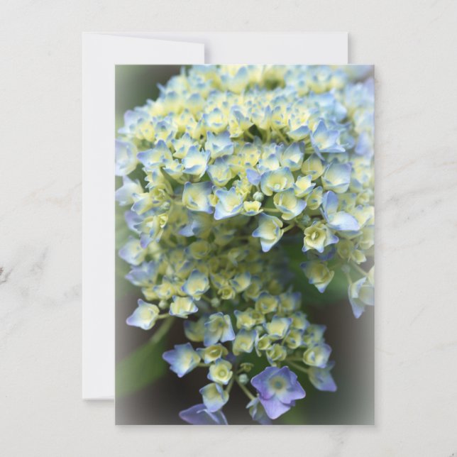 Tarjeta de agradecimiento de Blue Flower Flat (Anverso)