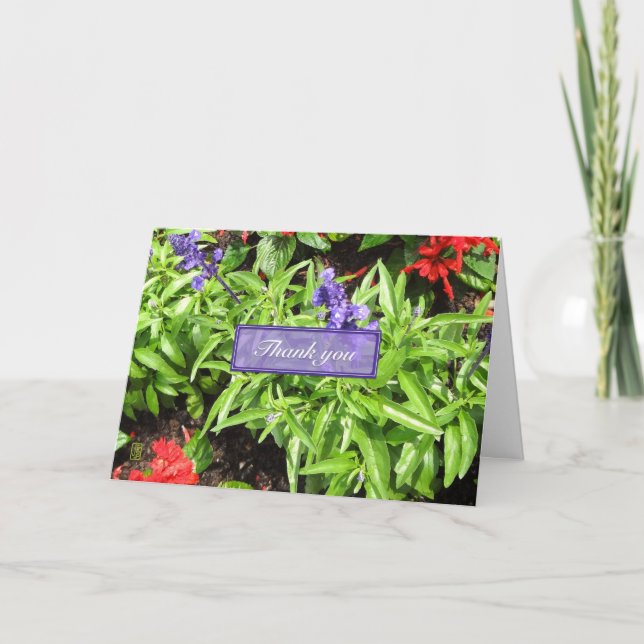 Tarjeta de agradecimiento de Blue & Red Salvia (Anverso)