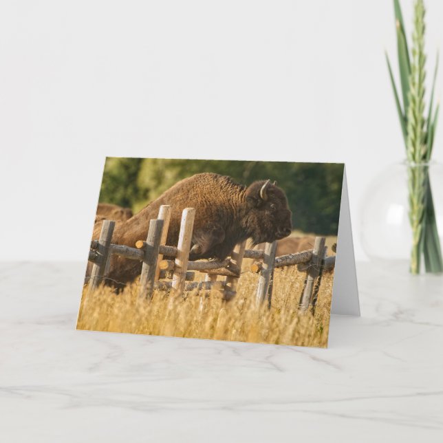 Tarjeta de agradecimiento de Buffalo Jump Yellowst (Anverso)