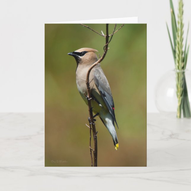Tarjeta de agradecimiento de Cedar Waxwing (Anverso)