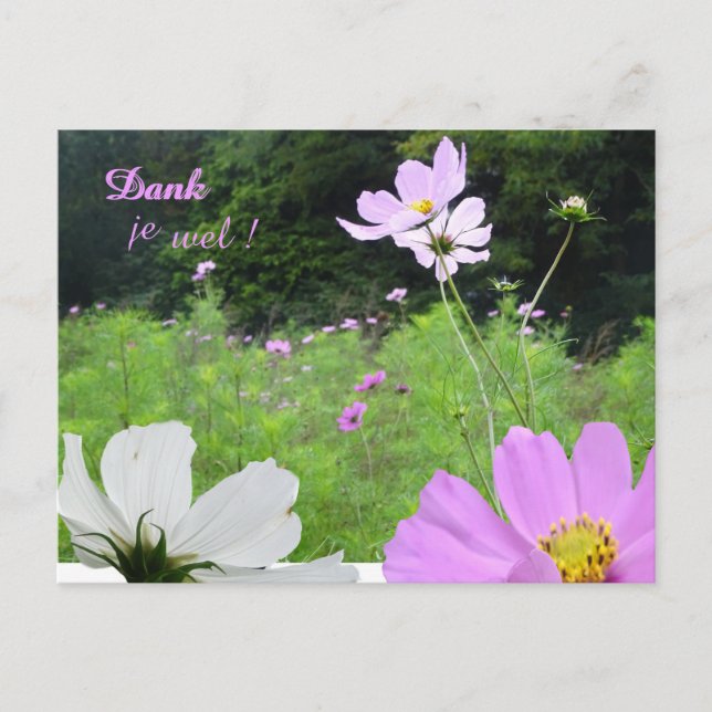 Tarjeta de agradecimiento de Cosmea, campo de flor (Anverso)