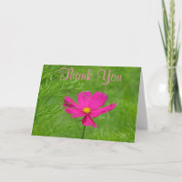 Tarjeta de agradecimiento de Cosmos Rosa
