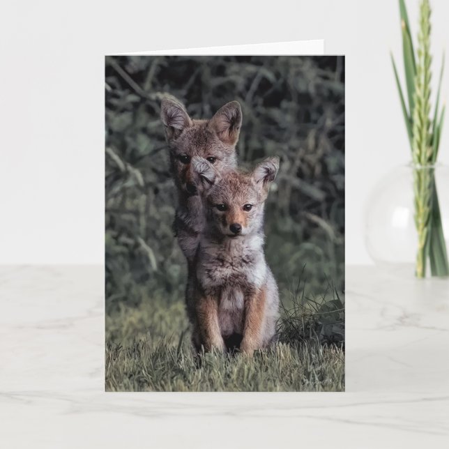 Tarjeta de agradecimiento de Coyote Pups (Anverso)