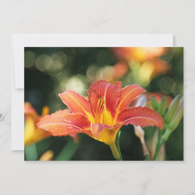 Tarjeta de agradecimiento de flor de daylily (Anverso)