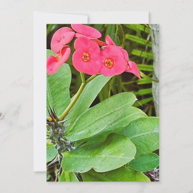 Tarjeta de agradecimiento de flor rosa (Anverso)