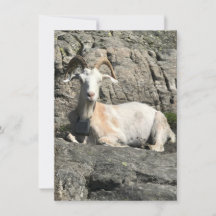 Tarjeta de agradecimiento de Goat